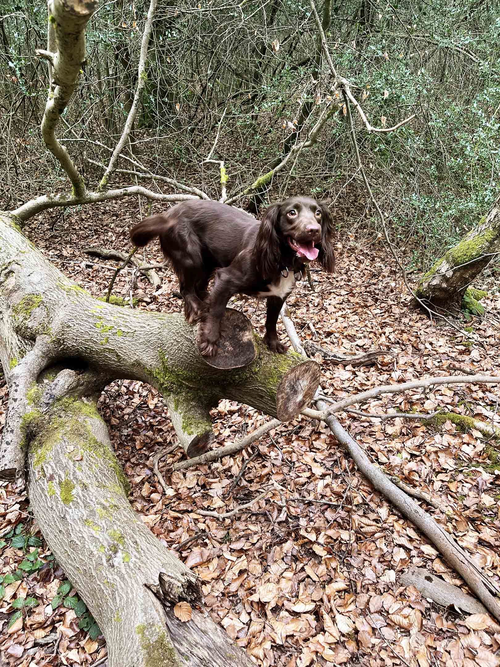 Dog in the forest during a dog walk